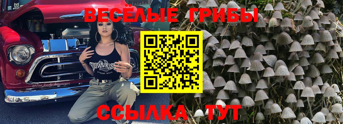 Сокол  Галлюциногенные грибы прущие грибы  Галлюциногенные грибы мухоморы  Вход с VPN 